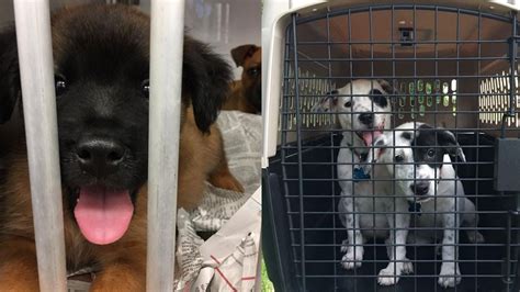 Delaware county humane society - Meet our adorable dogs and puppies who are waiting for a loving home. You can apply online to adopt your new furry friend. Visit us today!